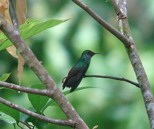 Blue-chested Hummingbird