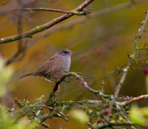 A skulking Dunnock