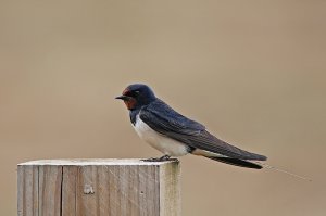 Swallow on a Fence Post