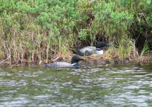 Common Loons