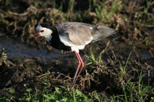 Long-Toed-Lapwing