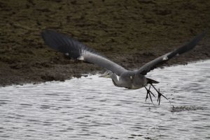 gray heron