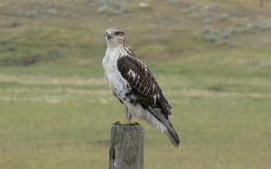 Ferruginous Hawk