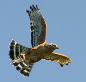 Red Shouldered Hawk with Mouse