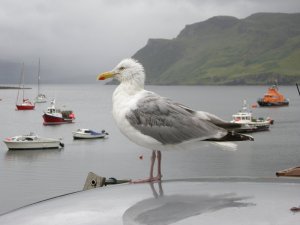 Wet Herring Gull