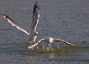 Squabbling Gulls