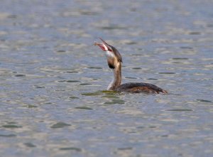 GCGrebe+Fish