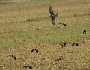 Hunting Harriers - Hen Harrier female