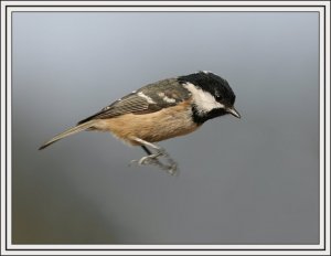 Coal Tit