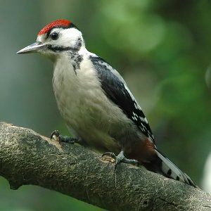 Great Spotted woodpecker