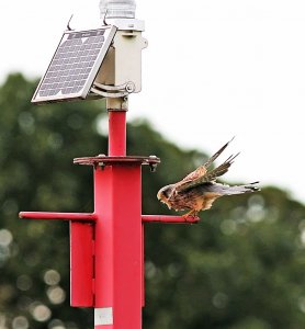 Kestrel - Pole Dancing