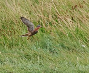 Kestrel - The Falcon Dash