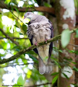 Mountain Imperial Pigeon