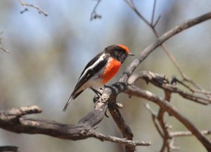 Red Capped Robin