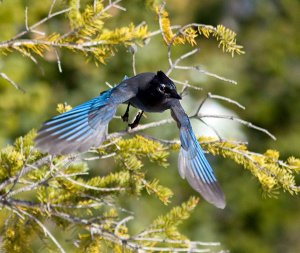 Steller's Jay