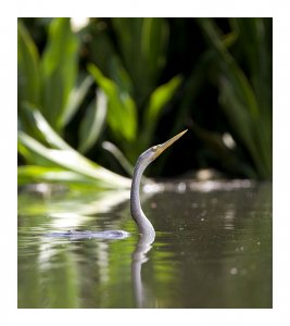 Australian Darter