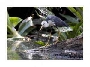 Pied Heron