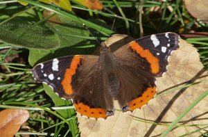A late Red Admiral