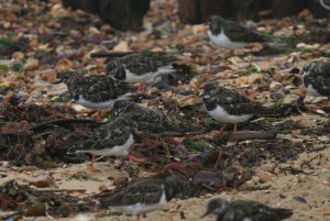 Turnstone