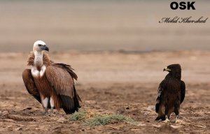 griffen vaulture and greater spotted eagle
