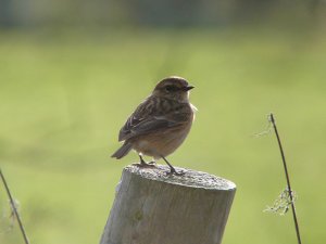 stonechat - got a bit closer to the female