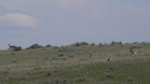 Ferruginous Hawk and sentries 1