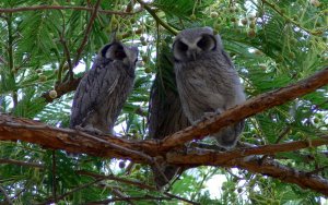 White-faced Scops Owl