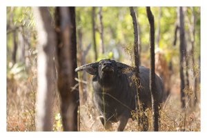 Feral Water Buffalo