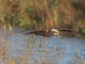 Marsh Harrier - Foggy Day