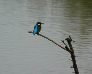 kingfisher