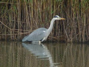 grey heron