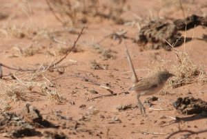 Eyrean Grasswren