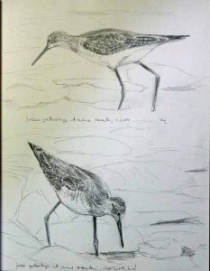 Lesser Yellowlegs Sketch No. 4