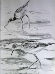 Lesser Yellowlegs Sketch No. 2