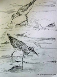 Lesser Yellowlegs Sketch No. 1