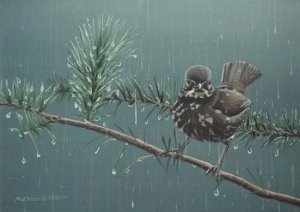 Fox Sparrow in the Rain