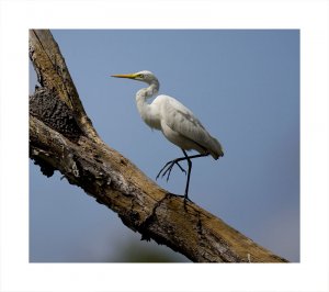 Egret