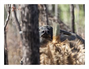 Feral Water Buffalo