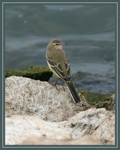 Wagtail