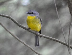 Eastern Yellow robin