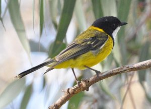 Golden Whistler