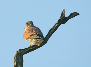 Otmoor Kestrel