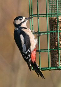 Otmoor Woodpecker Closeup