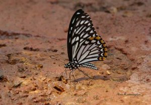 Common Mime Butterfly