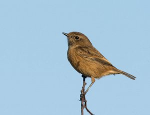 Otmoor Stonechat (another shot)