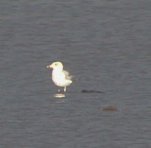 please could you help identify this gull