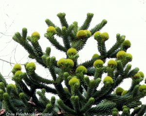 Chile Pine - Monkey Puzzle