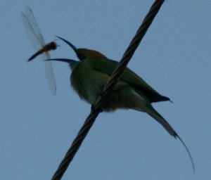 Tossing the Dragonfly to turn it before..........!