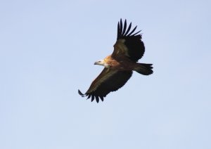 Griffon Vulture