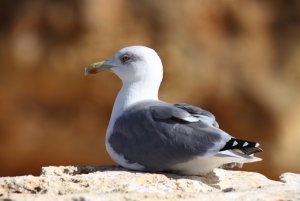 Yellow Legged Gull